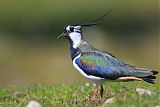 Northern Lapwing